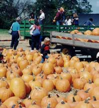 Should we take that pumpkin or THAT pumpkin?