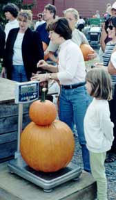 Weighing your pumpkins