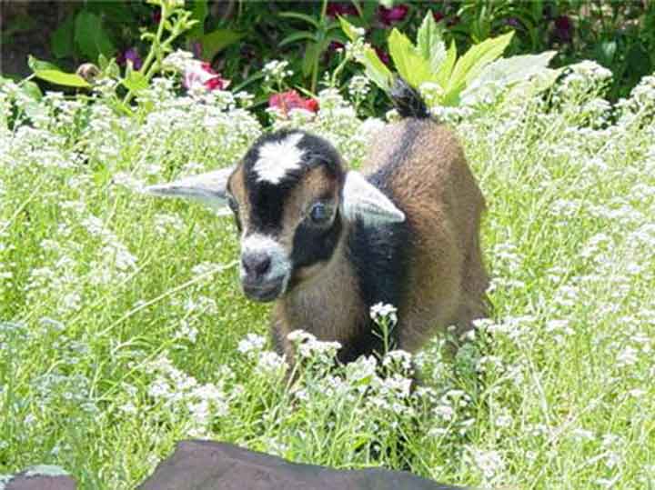 Emmy in Baby's Breath