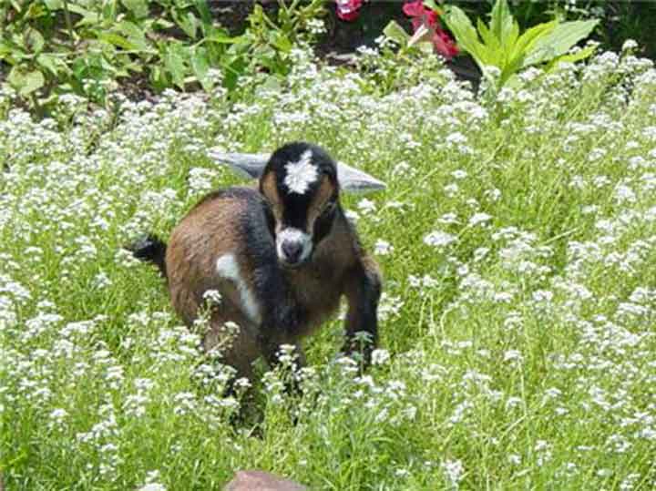 Emmy in Baby's Breath 2