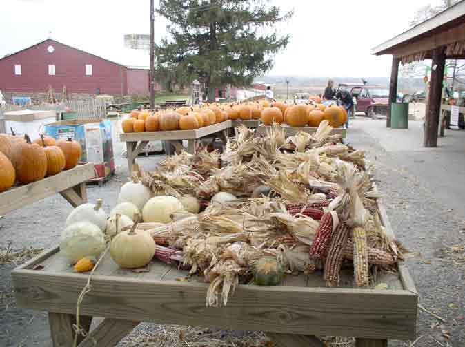 Ornamental corn, White pumpkins, pumpkins!