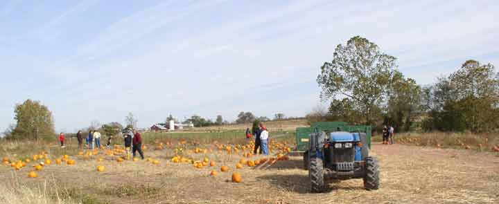 View from the pumpkin field