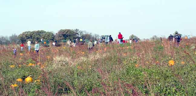The pumpkin field