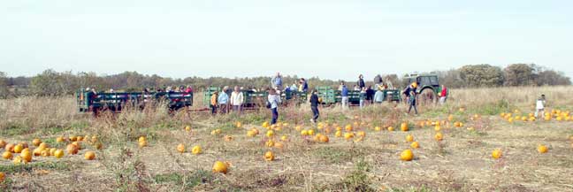 The pumpkin field