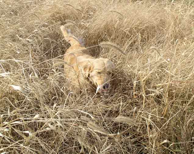 Tess in tall golden weeds.