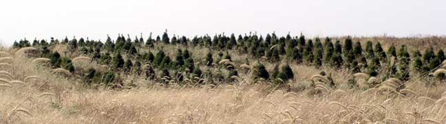 Christmas Trees