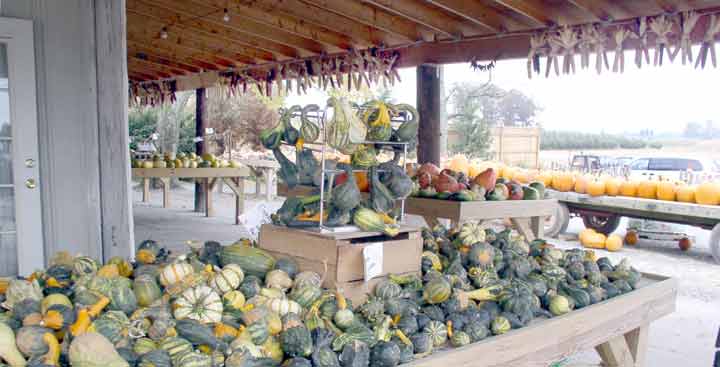 Gourds