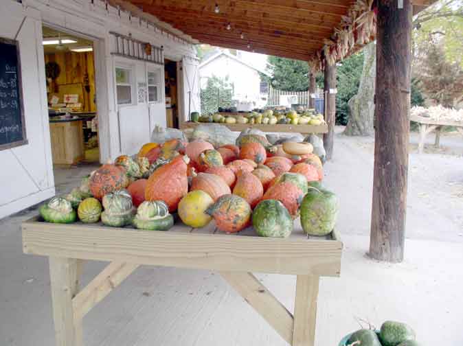 Ornate winter squash