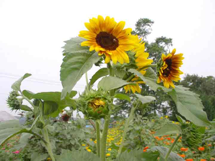 sunflowers