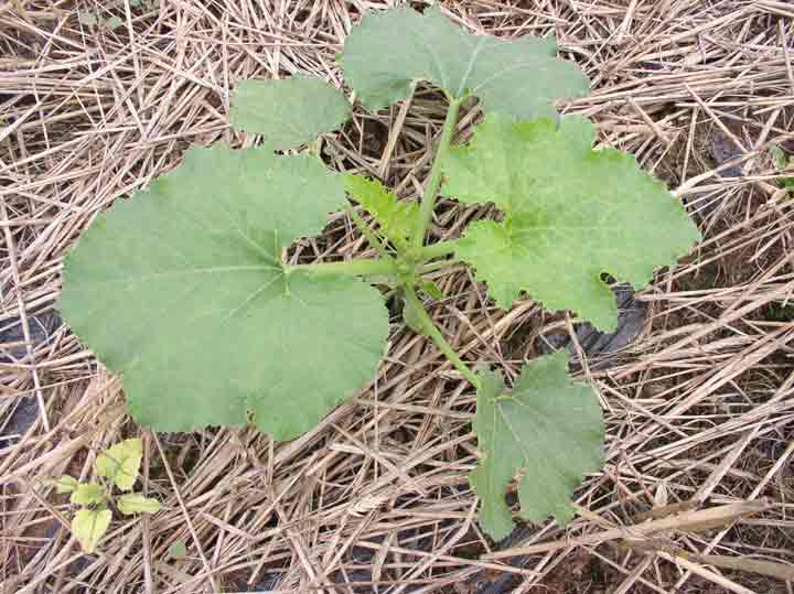 pumpkin plant