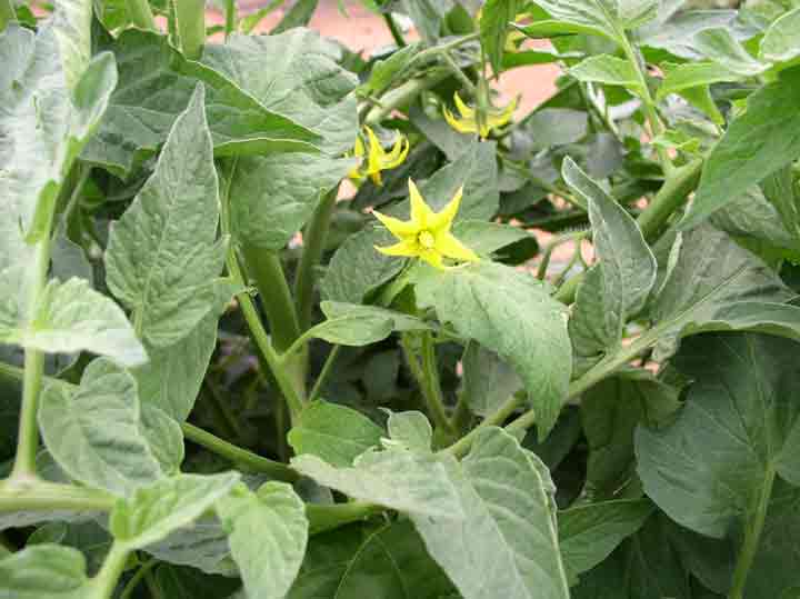 tomato blossoms