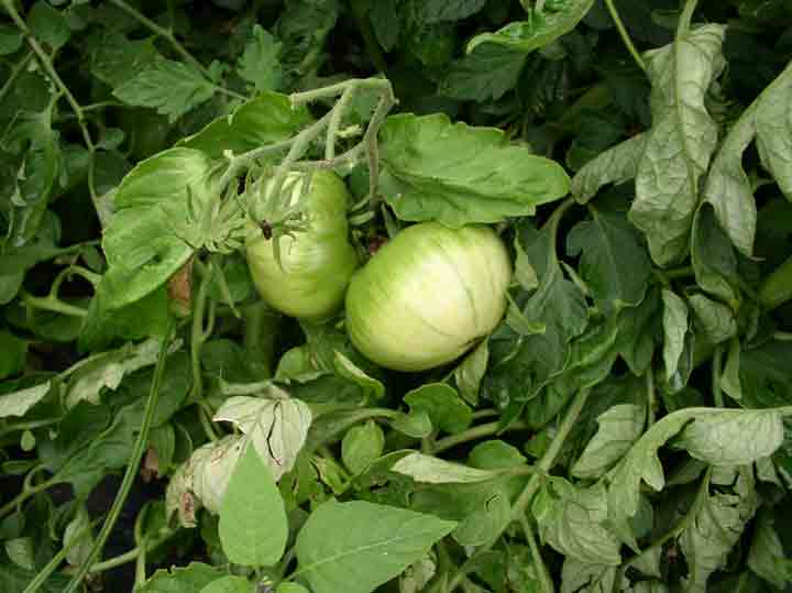 green tomatoes