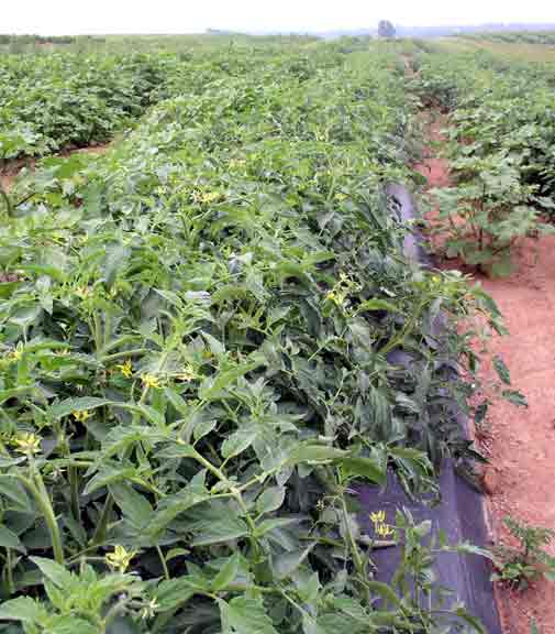 tomato field