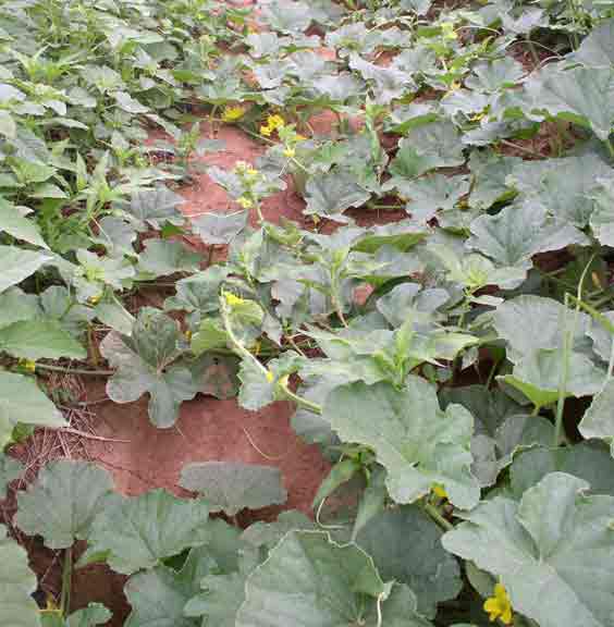 melon plants