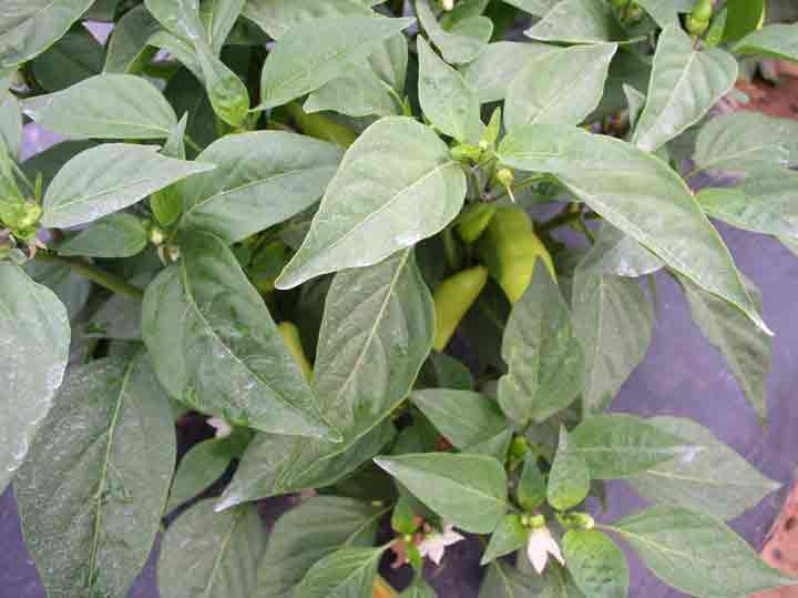 peppers