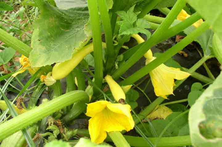 yellow or crooked-neck squash