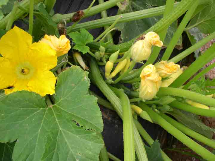 yellow or crooked-neck squash