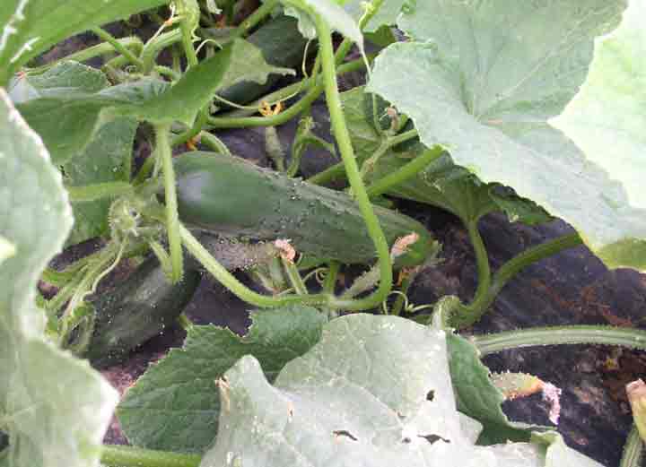 cucumbers