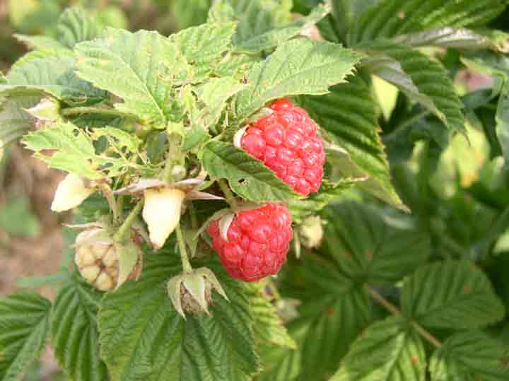 raspberries