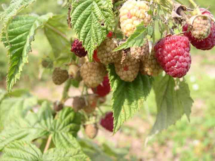 raspberries