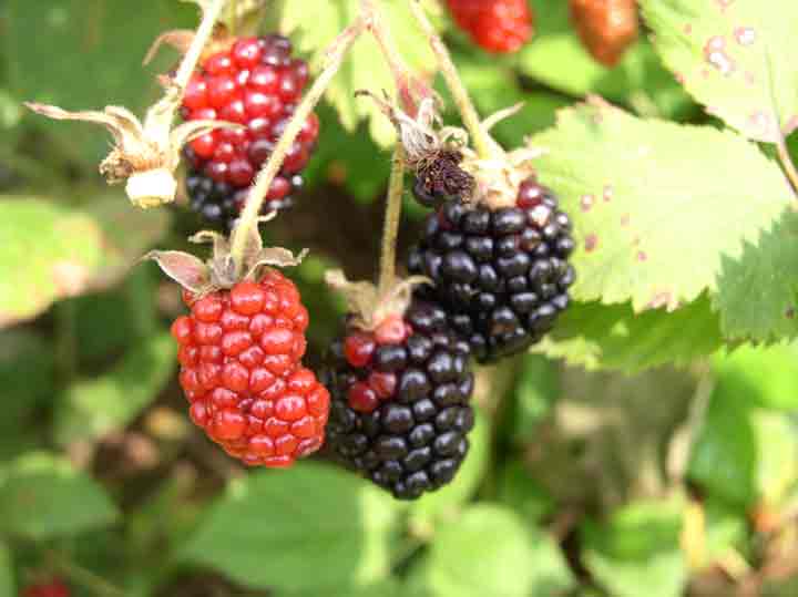 blackberries