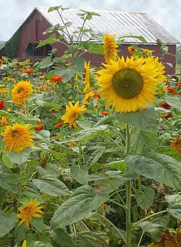 Sunflowers