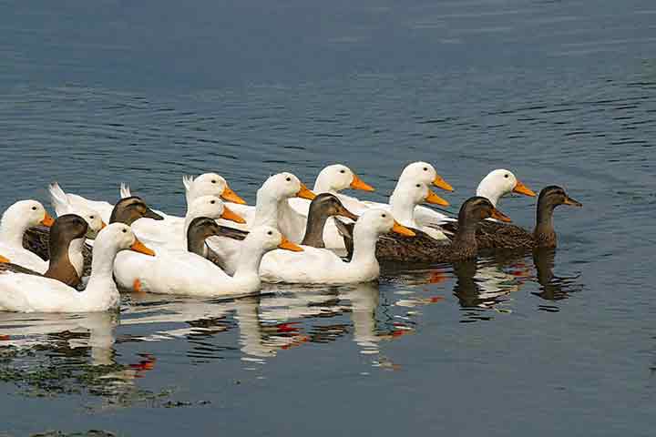 ducks