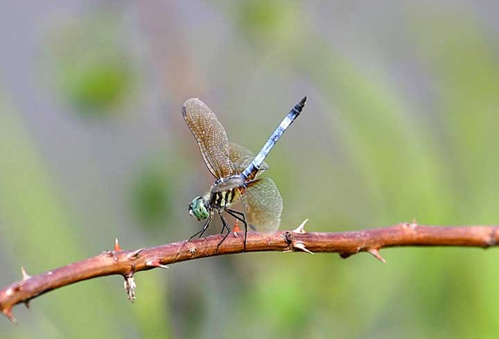 dragonfly