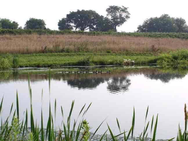 Ducks on pond