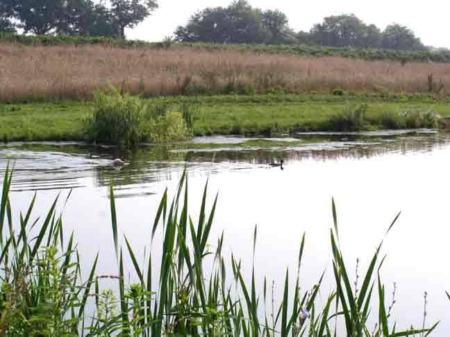 Dog and ducks