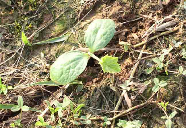 Baby pumpkin plant