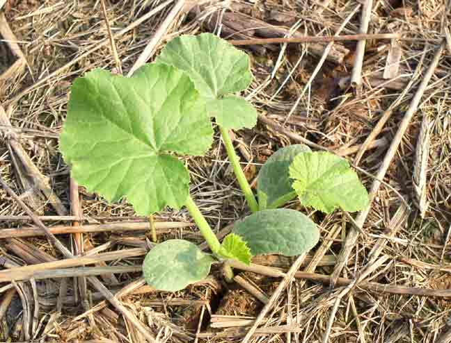 Bigger pumpkin plant