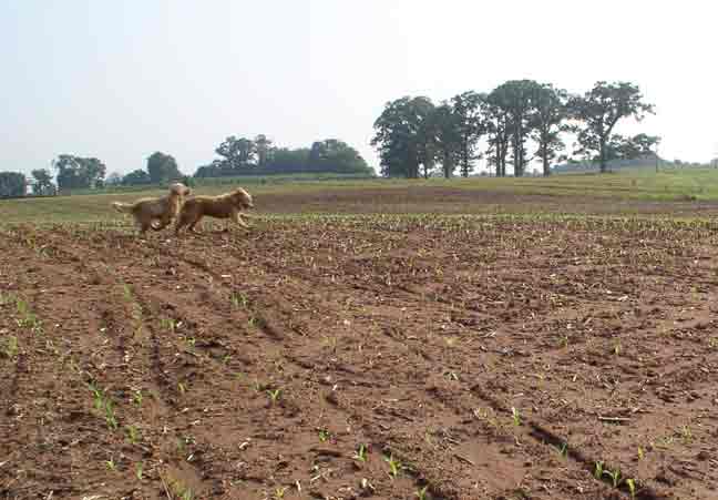 Just planted corn maze