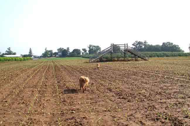 Corn Maze Bridge