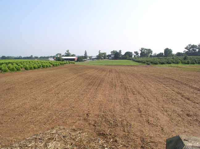 Corn Maze Bridge