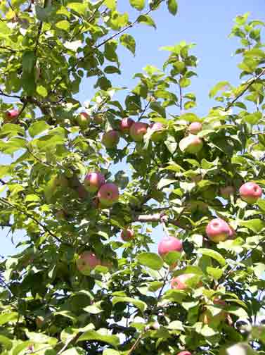 Apples in August