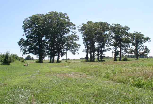 Old Oak Trees