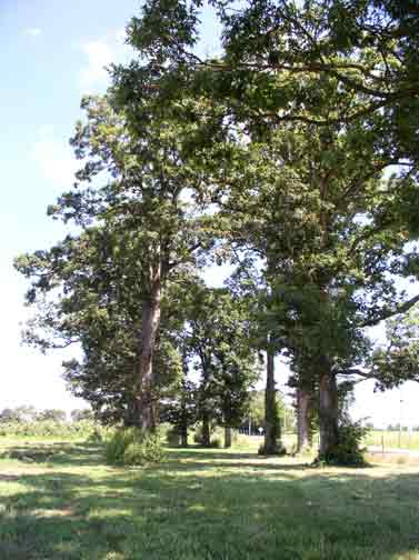 Old Oak Trees