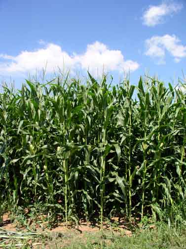 corn field