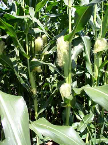 corn silk