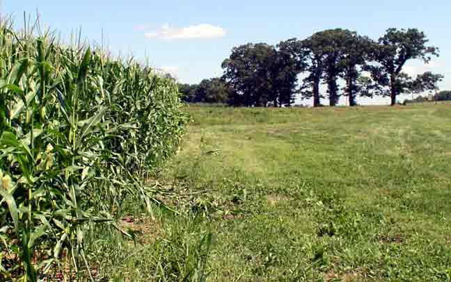 Corn Field