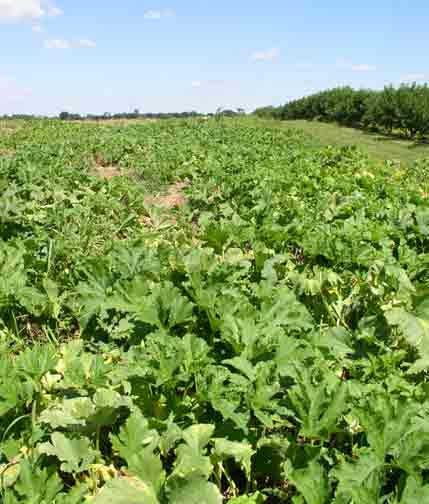 Pumpkin Patch