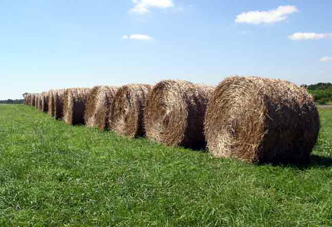 Hay Rolls