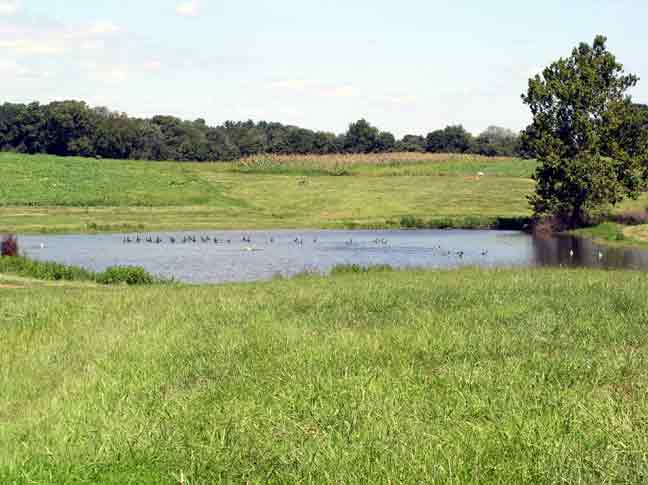 Geese on the pond