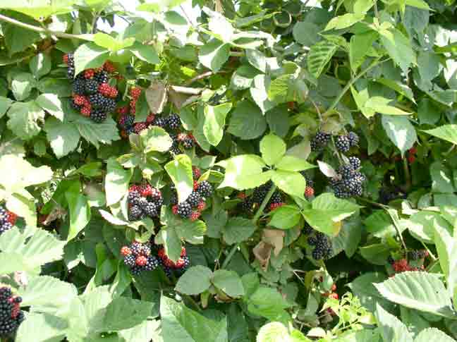 blackberries