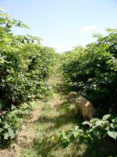 blackberry rows