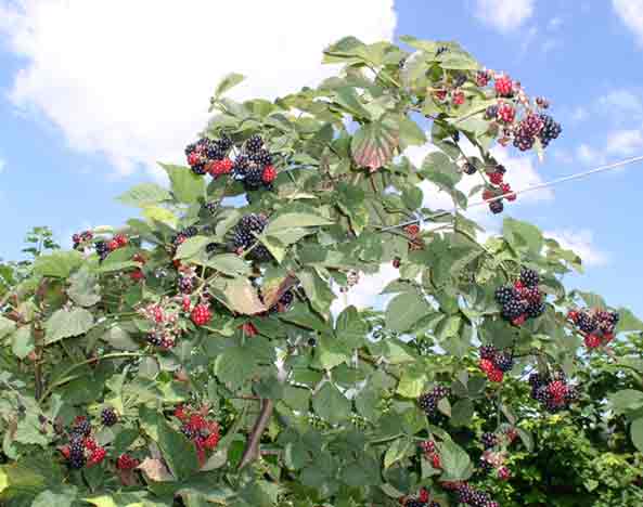 blackberries