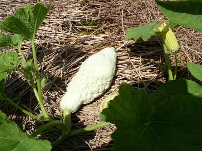 Blue Hubbard Squash