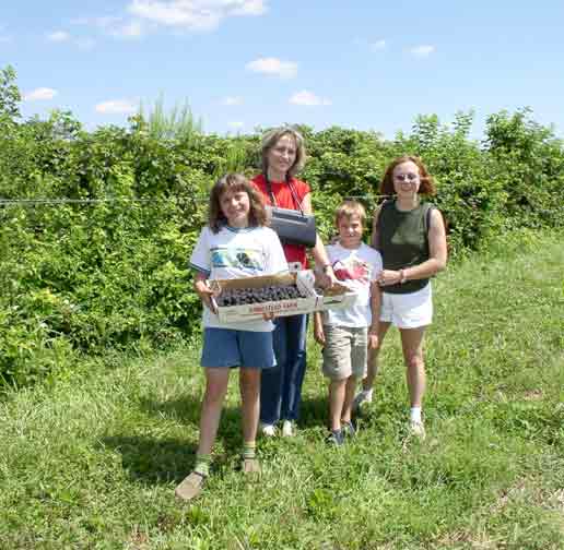 Blackberry pickers