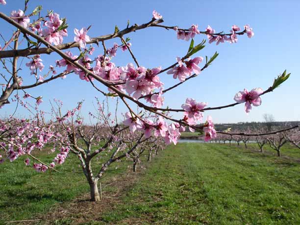 Peach blossoms 3